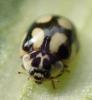 Adalia decempunctata